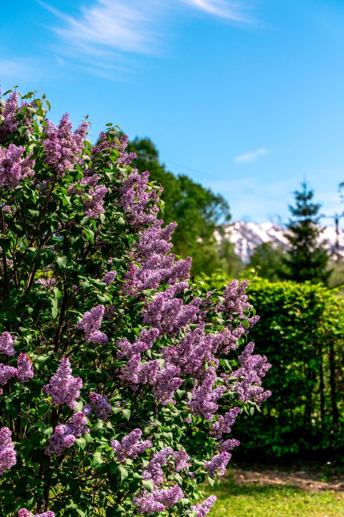 Pensiunea Poiana Avrigului Exterior foto